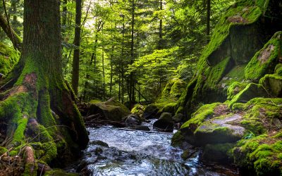 Trees & Streams